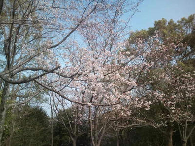 福岡市油山桜