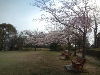 福岡市　油山　桜